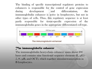 The binding of specific transcriptional regulatory proteins to
enhancers is responsible for the control of gene expression
during
development
and
differentiation,
the
immunoglobulin enhancer is active in lymphocytes, but not in
other types of cells. Thus, this regulatory sequence is at least
partly responsible for tissue-specific expression of the
immunoglobulin genes in the appropriate differentiated cell type.

The immunoglobulin enhancer
The immunoglobulin heavy-chain enhancer spans about 200
bases and contains nine functional sequence elements (E, μE15, π, μB, and OCT), which together stimulatetranscription in
B lymphocytes.

 