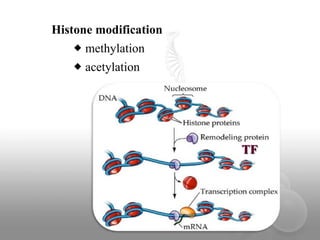 Histone modification
 methylation

 acetylation

TF

 