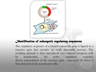 Identification of eukaryotic regulatory sequences
The regulatory sequence of a cloned eukaryotic gene is ligated to a
reporter gene that encodes an easily detectable enzyme. The
resulting plasmid is then introduced into cultured recipient cells
by
transfection.
An
active
regulatory
sequence
directs transcription of the reporter gene, expression of which is
then detected in the transfected cells.

 