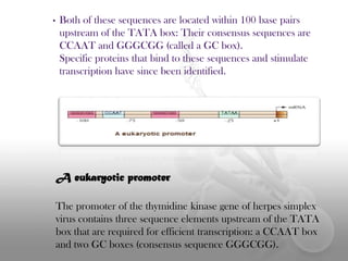 •

Both of these sequences are located within 100 base pairs
upstream of the TATA box: Their consensus sequences are
CCAAT and GGGCGG (called a GC box).
Specific proteins that bind to these sequences and stimulate
transcription have since been identified.

A eukaryotic promoter
The promoter of the thymidine kinase gene of herpes simplex
virus contains three sequence elements upstream of the TATA
box that are required for efficient transcription: a CCAAT box
and two GC boxes (consensus sequence GGGCGG).

 