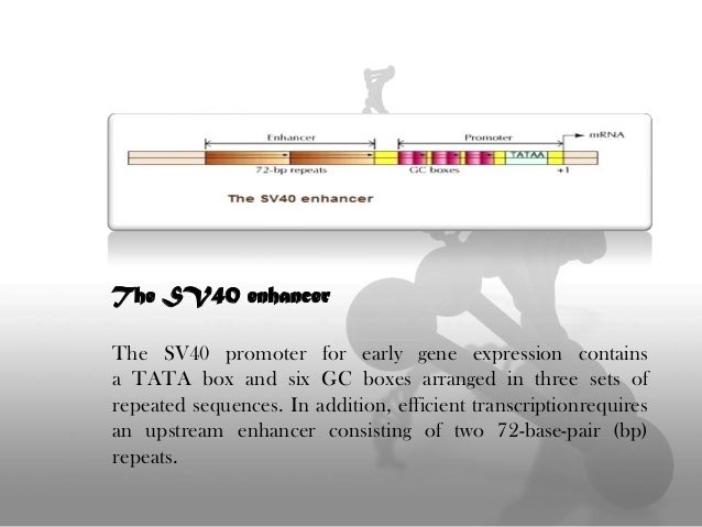 Transcription Regulation