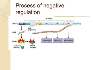 Regulation in lac operon | PPTX | Chemistry | Science