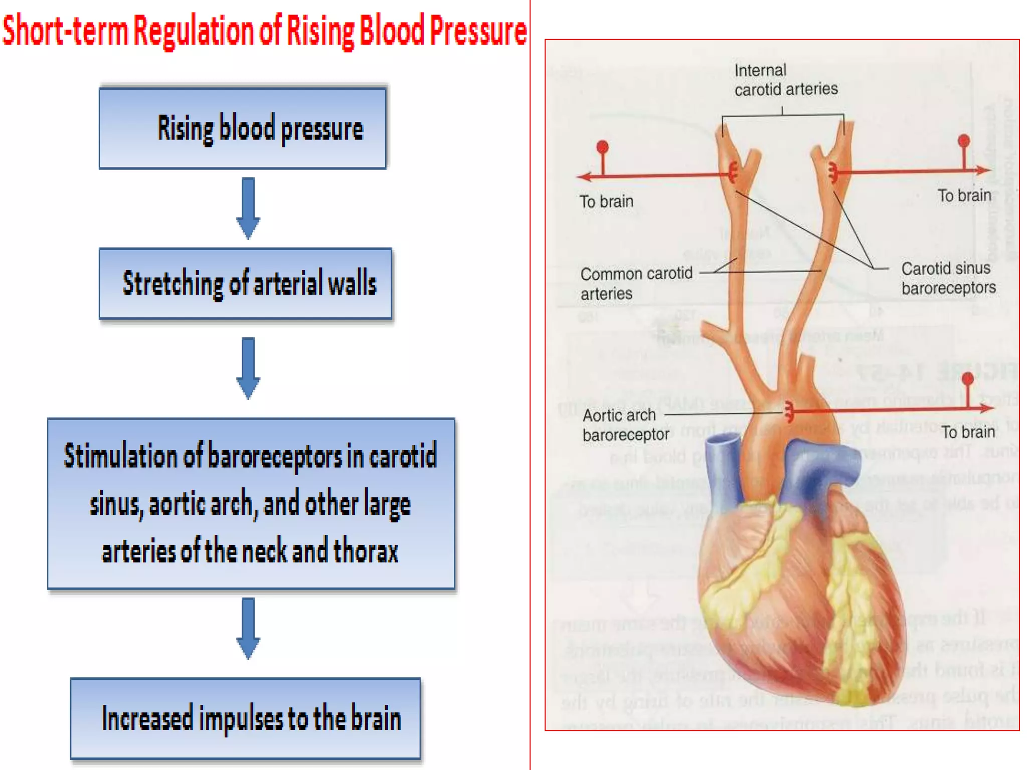 Regulation of arterial blood pressure | PPTX
