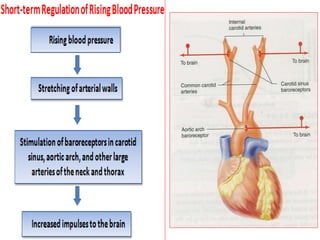 Regulation of arterial blood pressure | PPTX