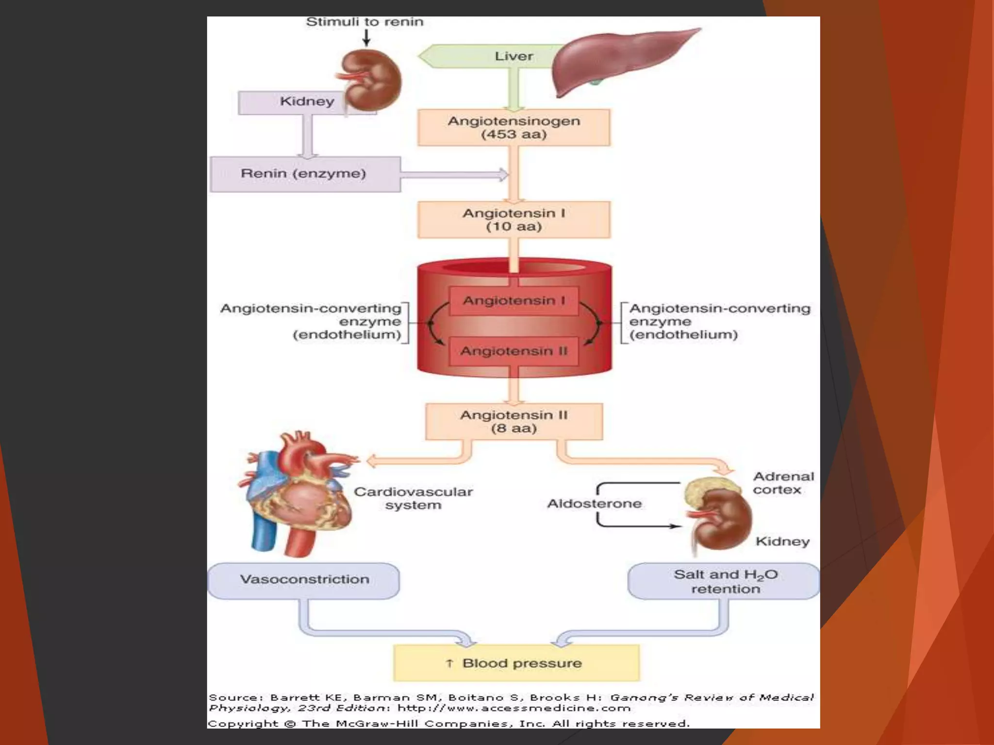Regulation of arterial blood pressure (The Guyton and Hall Physiology ...