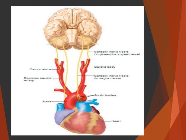 Regulation of arterial blood pressure (The Guyton and Hall Physiology ...