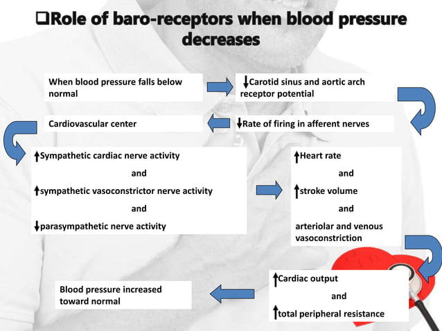 Regulation of blood pressure | PPTX | Heart and Cardiovascular Diseases ...