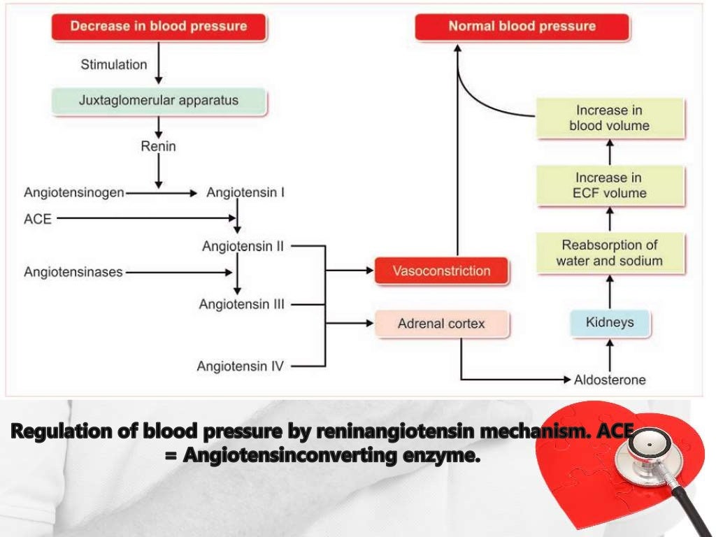 Regulation of blood pressure