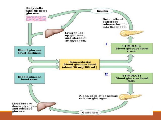 Regulation of blood glucose level | PPT | Endocrine and Metabolic ...