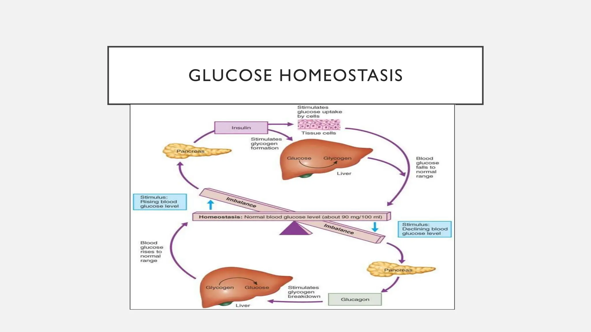 Regulation of blood glucose level in human body | PPT