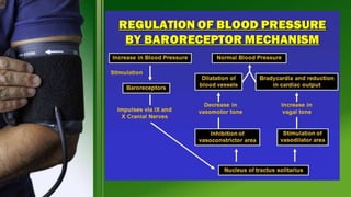 Regulation of blood pressure | PPTX