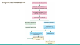 Regulation of Blood Pressure in human physiology | PPTX