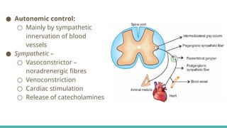 Regulation of Blood Pressure in human physiology | PPTX