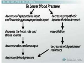 Regulation Of Blood Pressure 5.pptx