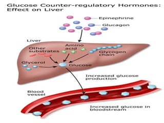 Regulation of body glucose | PPT