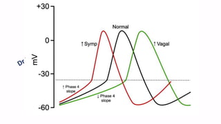 Cardiovascular Physiology - Regulation of Cardiac Pumping | PDF