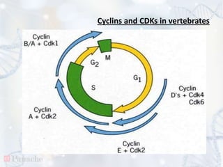Regulation of cell cycle | PPTX