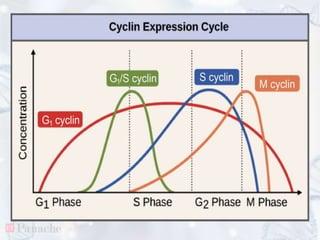 Regulation of cell cycle | PPTX