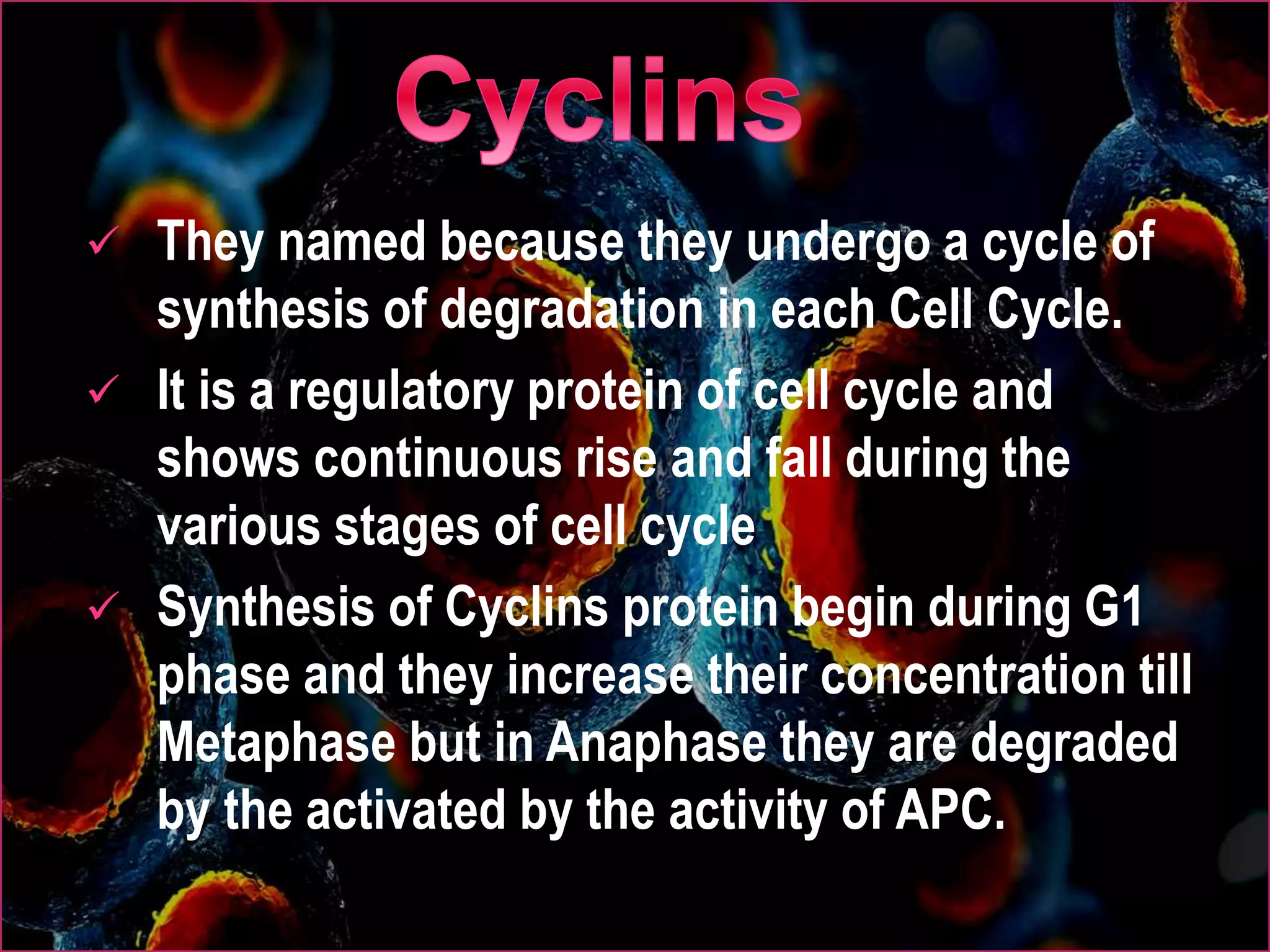  They named because they undergo a cycle of
synthesis of degradation in each Cell Cycle.
 It is a regulatory protein of cell cycle and
shows continuous rise and fall during the
various stages of cell cycle
 Synthesis of Cyclins protein begin during G1
phase and they increase their concentration till
Metaphase but in Anaphase they are degraded
by the activated by the activity of APC.
 