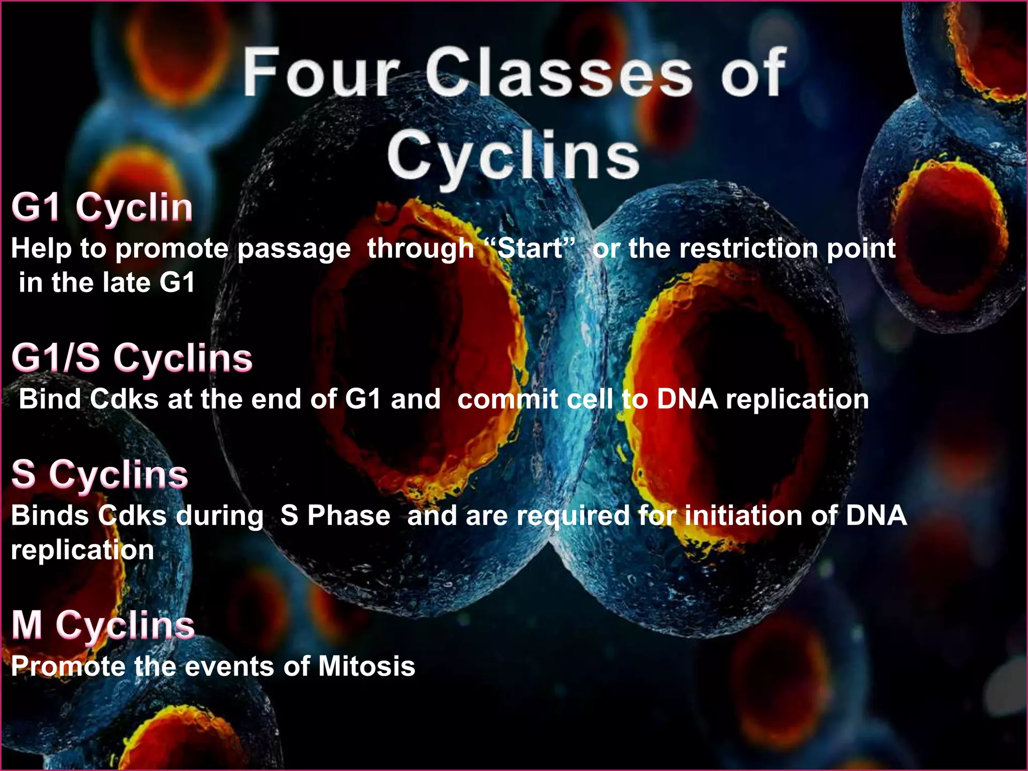 Help to promote passage through “Start” or the restriction point
in the late G1
Bind Cdks at the end of G1 and commit cell to DNA replication
Binds Cdks during S Phase and are required for initiation of DNA
replication
Promote the events of Mitosis
 