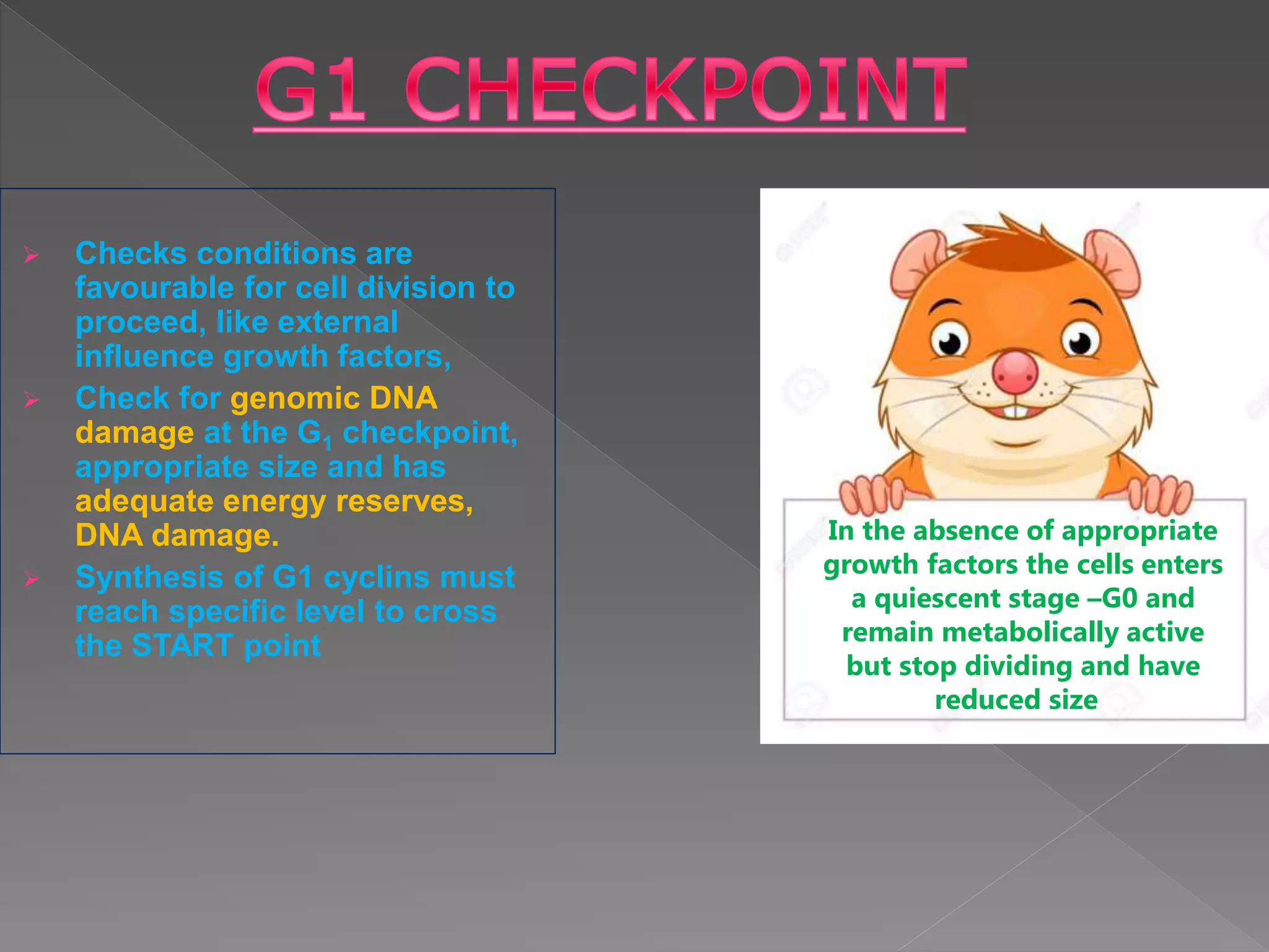  Checks conditions are
favourable for cell division to
proceed, like external
influence growth factors,
 Check for genomic DNA
damage at the G1 checkpoint,
appropriate size and has
adequate energy reserves,
DNA damage.
 Synthesis of G1 cyclins must
reach specific level to cross
the START point
In the absence of appropriate
growth factors the cells enters
a quiescent stage –G0 and
remain metabolically active
but stop dividing and have
reduced size .
 