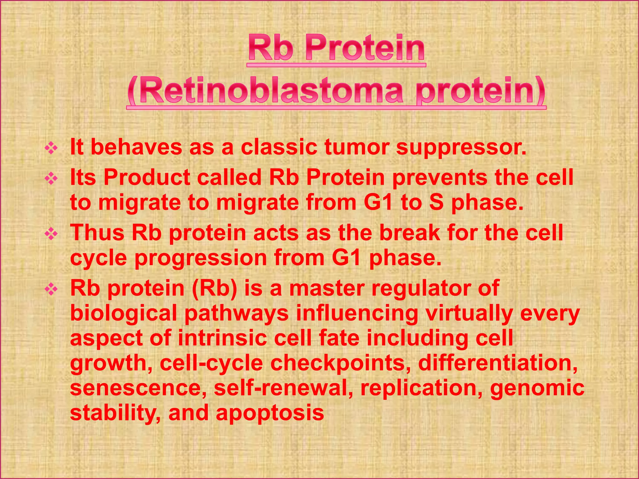  It behaves as a classic tumor suppressor.
 Its Product called Rb Protein prevents the cell
to migrate to migrate from G1 to S phase.
 Thus Rb protein acts as the break for the cell
cycle progression from G1 phase.
 Rb protein (Rb) is a master regulator of
biological pathways influencing virtually every
aspect of intrinsic cell fate including cell
growth, cell-cycle checkpoints, differentiation,
senescence, self-renewal, replication, genomic
stability, and apoptosis
 