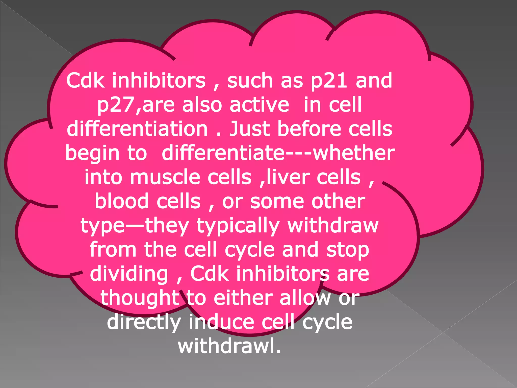 Cdk inhibitors , such as p21 and
p27,are also active in cell
differentiation . Just before cells
begin to differentiate---whether
into muscle cells ,liver cells ,
blood cells , or some other
type—they typically withdraw
from the cell cycle and stop
dividing , Cdk inhibitors are
thought to either allow or
directly induce cell cycle
withdrawl.
 