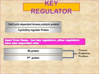 Regulation of cell cycle (1) | PPTX