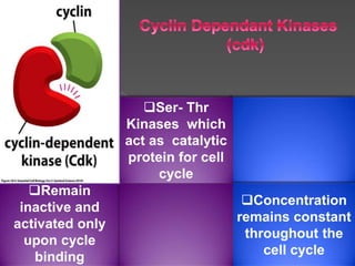 Regulation of cell cycle (1) | PPTX