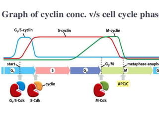 Cell Cycle Regulation Rfx Regulation of cell cycle (1) | PPTX