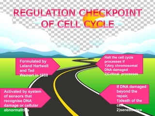 Regulation of cell cycle (1) | PPTX