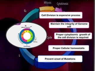 Regulation of cell cycle (1) | PPTX