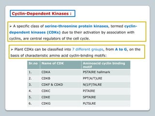 Regulation of cell cycle and cell division | PPTX