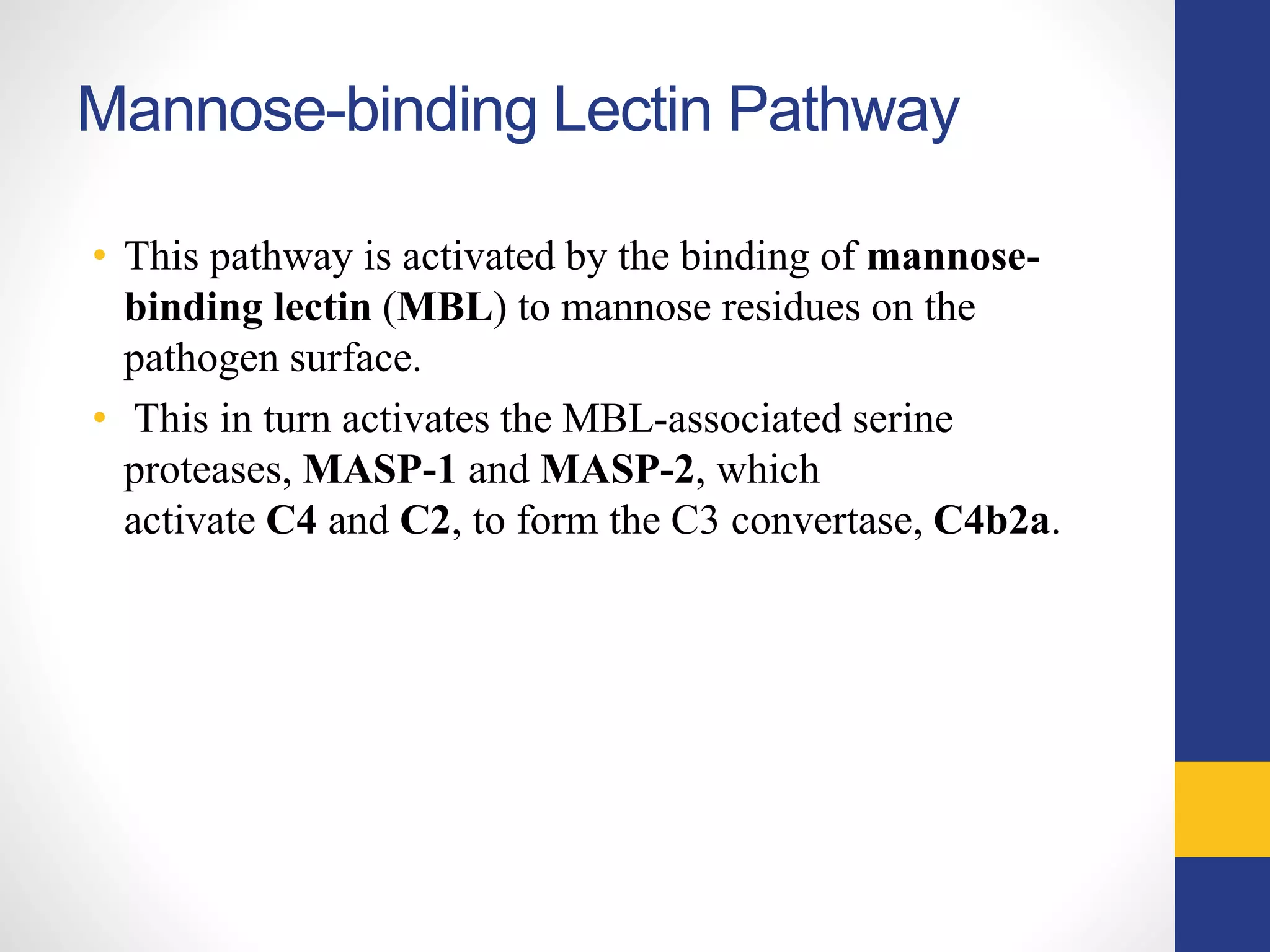 Mannose-binding Lectin Pathway
• This pathway is activated by the binding of mannose-
binding lectin (MBL) to mannose residues on the
pathogen surface.
• This in turn activates the MBL-associated serine
proteases, MASP-1 and MASP-2, which
activate C4 and C2, to form the C3 convertase, C4b2a.
 