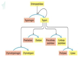 Regulation of enzyme activity | PPTX