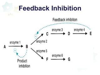 Regulation of enzyme activity | PPTX