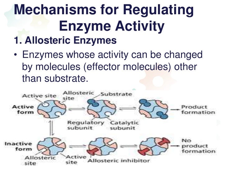 Regulation of enzyme activity