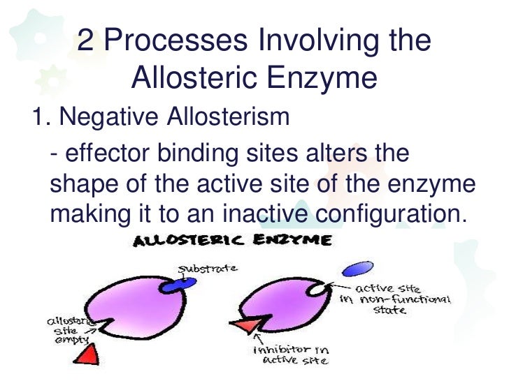 Regulation of enzyme activity