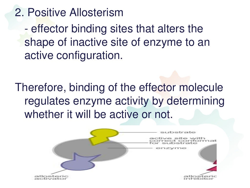 Regulation of enzyme activity