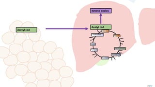 Comprehensive Regulation of Fatty Acid Synthesis: Enzymes, Hormones ...