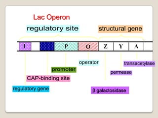 Regulation of gene expression | PPTX