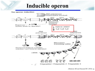 Inducible operon 
13 
(Simmons MJ and Snustad DP, 2010)  