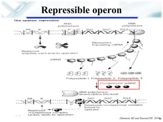 Repressible operon 
14 
(Simmons MJ and Snustad DP, 2010)  