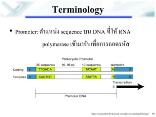 Terminology 
•Promoter: ตาแหน่ง sequence บน DNA ที่ให้ RNA 
polymerase เข้ามาจับเพื่อการถอดรหัส 
15 
http://connorfowlerdotcom.wordpress.com/tag/biology/  