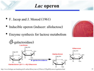 Lac operon 
•F. Jacop and J. Monod (1961) 
•Inducible operon (inducer: allolactose) 
•Enzyme synthesis for lactose metabolism 
(-galactosidase) 
17 
http://www.biologie.uni-hamburg.de/b-online/library/micro229/terry/229sp00/lectures/regulation.html  