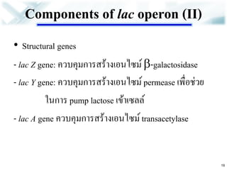 Components of lac operon (II) 
•Structural genes 
- lac Z gene: ควบคุมการสร้างเอนไซม์ -galactosidase 
- lac Y gene: ควบคุมการสร้างเอนไซม์ permease เพื่อช่วย 
ในการ pump lactose เข้าเซลล์ 
- lac A gene ควบคุมการสร้างเอนไซม์ transacetylase 
19  