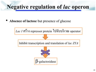 Negative regulation of lac operon 
•Absence of lactose but presence of glucose 
Lac I สร้าง repressor protein ไปจับบริเวณ operator 
Inhibit transcription and translation of lac ZYA 
-galactosidase 
22  