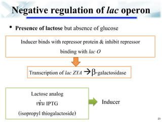 Negative regulation of lac operon 
•Presence of lactose but absence of glucose 
Inducer binds with repressor protein & inhibit repressor 
binding with lac O 
Transcription of lac ZYA -galactosidase 
Lactose analog 
เช่น IPTG 
(isopropyl thiogalactoside) 
Inducer 
23  