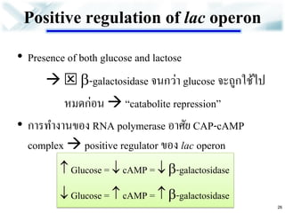 Positive regulation of lac operon 
•Presence of both glucose and lactose 
  -galactosidase จนกว่า glucose จะถูกใช้ไป 
หมดก่อน  “catabolite repression” •การทางานของ RNA polymerase อาศัย CAP-cAMP complex  positive regulator ของ lac operon 
26 
 Glucose =  cAMP =  -galactosidase 
 Glucose =  cAMP =  -galactosidase  