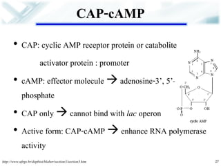 CAP-cAMP 
•CAP: cyclic AMP receptor protein or catabolite 
activator protein : promoter 
•cAMP: effector molecule  adenosine-3’, 5’– phosphate 
•CAP only  cannot bind with lac operon 
•Active form: CAP-cAMP  enhance RNA polymerase activity 
27 
http://www.ufrgs.br/depbiot/blaber/section3/section3.htm  